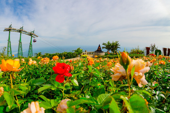 Ngắm hoa hồng khoe sắc trên đỉnh Bà Đen