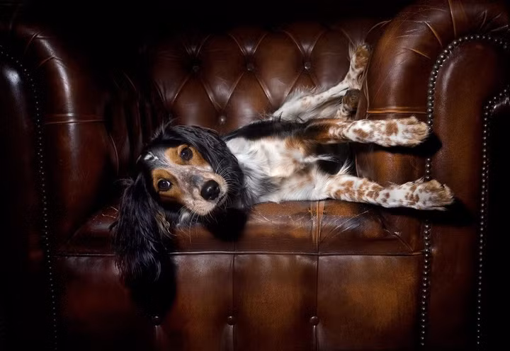 Hugo Boss hợp tác cùng Kanine để sản xuất quần áo cao cấp cho thú cưng