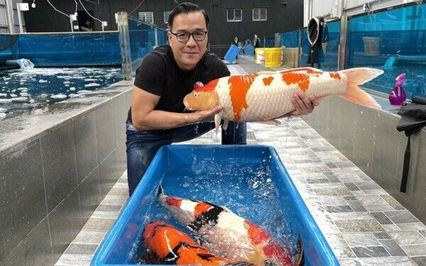 Đại gia Thắng Ngô 'vua cá Koi' đang thu hút sự chú ý là ai?