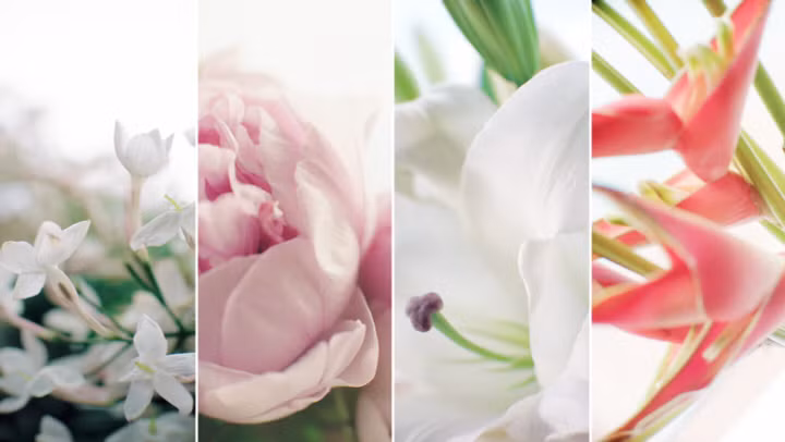 Câu chuyện dược phẩm làm đẹp từ hoa của các thương hiệu cao cấp