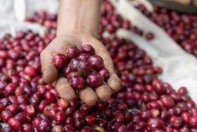 Giá nông sản hôm nay (23/3): Giá cà phê trở lại nhịp tăng, hồ tiêu neo cao