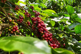 Giá nông sản hôm nay (18/3): Giá cà phê đảo chiều bật tăng, hồ tiêu giảm mạnh