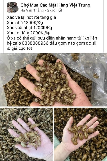 Bài đăng thu mua xác ve sầu trên Facebook ve-sau-2-5612.jpg