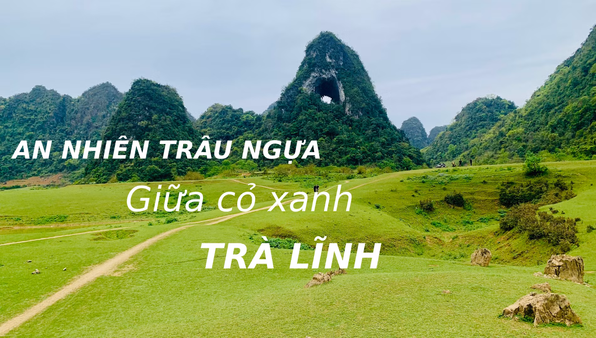 tra-linh-1342.png