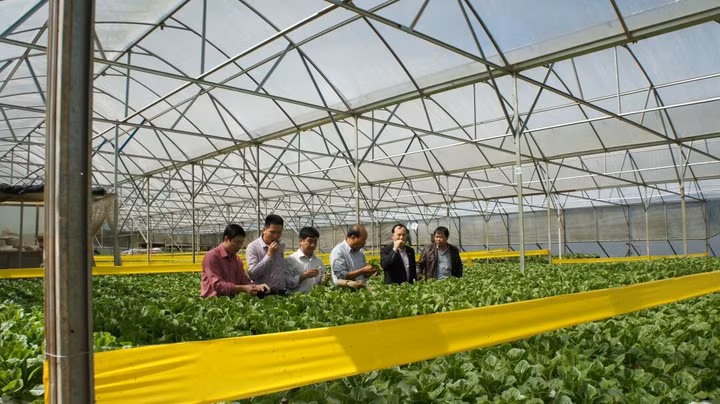 Thế nào được gọi là sản xuất nông nghiệp sạch?