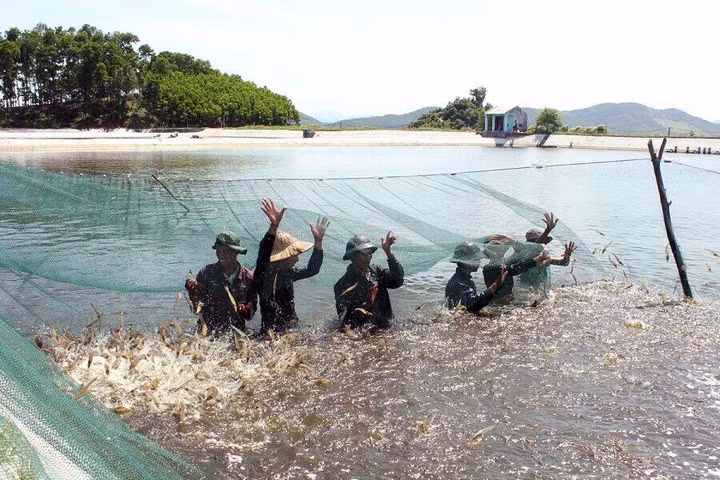 “Chết yểu” những dự án nông nghiệp
