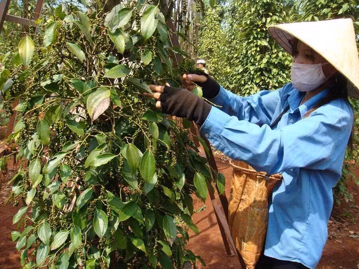 Giá hồ tiêu Việt Nam chạm đáy thấp nhất trong vòng 6 năm