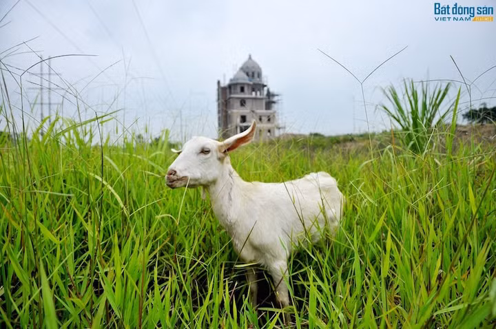 Hà Nội: Xây biệt thự triệu đô không phép chỉ bị phạt 35 triệu đồng