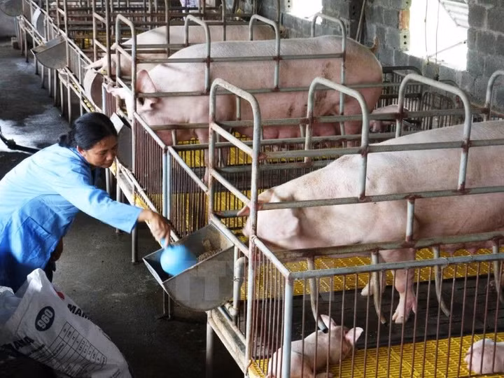 Gia hạn nợ cho khách hàng vay vốn chăn nuôi lợn