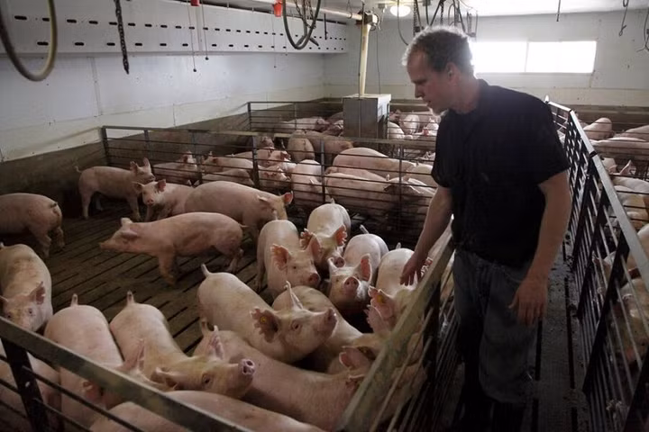 Bộ Nông nghiệp Mỹ: Thịt lợn ở Mỹ cũng đang dư thừa