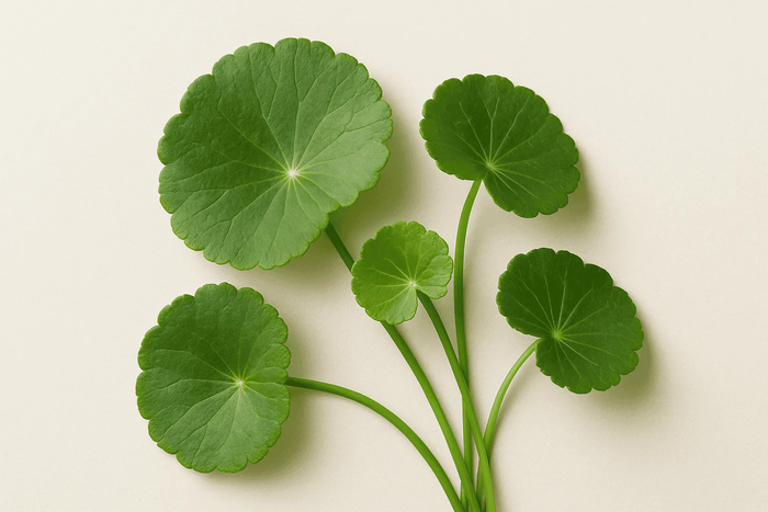centella-asiatica-in-skin-care-what-it-is-and-why-it-matters.jpg