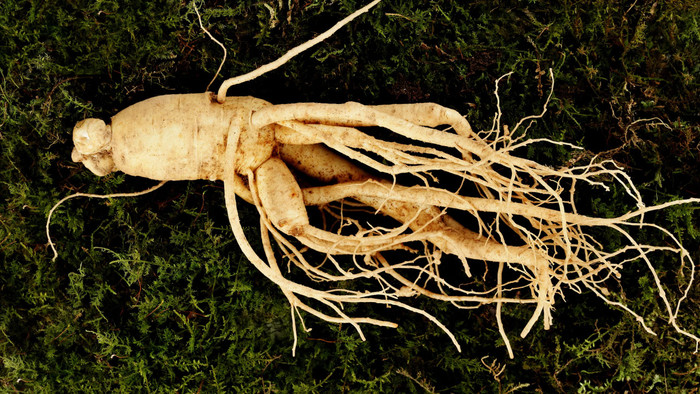 piece20ginseng20moss-1.jpg
