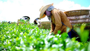 Bộ Công Thương vào cuộc tháo gỡ gần 500 container bị ách tắc tại Pakistan