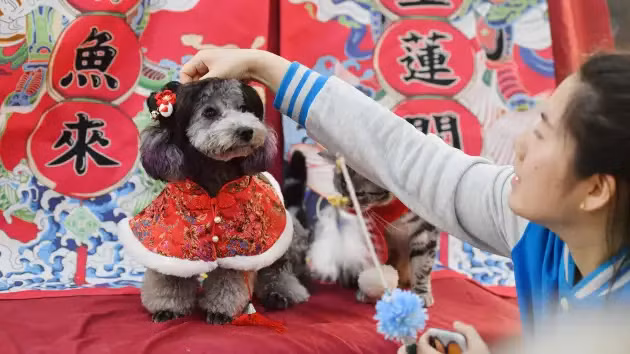 Người dân đưa thú cưng đi chụp ảnh năm mới tại Cát Lâm, Trung Quốc