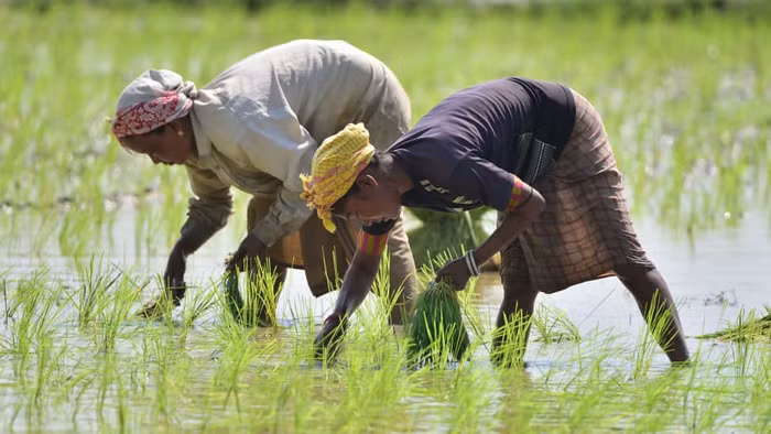 Lệnh cấm xuất khẩu gạo của Ấn Độ dự kiến sẽ tác động đến thị trường gạo toàn cầu