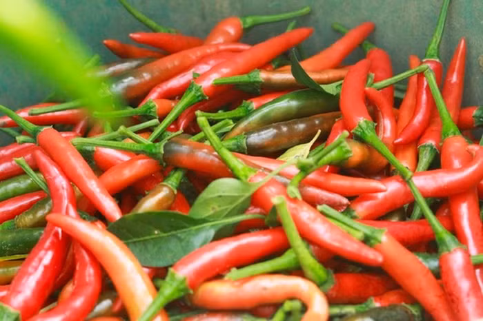 Trung Quốc là thị trường xuất khẩu ớt lớn nhất của Việt Nam