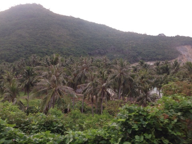 Bạn có thể thưởng thức nước dừa trên đảo. Nước dừa ở đây vị rất đặc biệt hơi có vị mặn, không ngọt như trên đất liền.