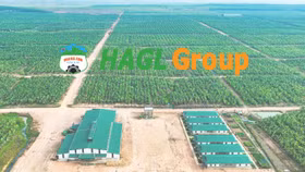  HAGL qua thập kỷ giông bão: Từ nợ 36.000 tỷ đến “bức tranh tài sản đẹp như mơ”