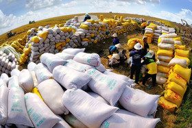 Gạo Việt tăng giá trở lại