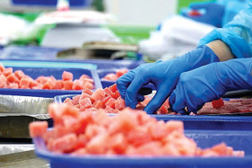 Gặp khó ở thị trường chủ lực, cá ngừ Việt Nam tăng tốc sang Trung Đông