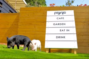 Cà phê cùng những chú heo siêu dễ cưng ở ngoại thành Tokyo