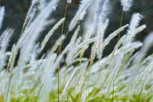 Kế bên Hoàng thành Huế có một bãi có tranh đẹp ngẩn ngơ