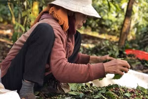 Đắk Lắk: Bà H Ner Niê hơn 20 năm gắn bó với cây Cà phê