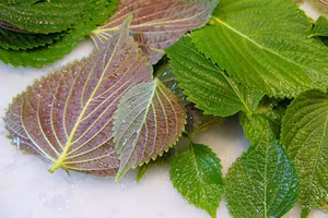 4 cách làm đẹp bằng lá tía tô không phải ai cũng biết