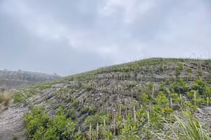 Tăng cường hoàn nguyên môi trường sau khai thác than