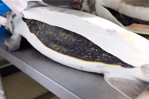 Trứng cá tầm - “Ngọc trai đen” trên bàn tiệc đắt đỏ