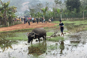 Sôi nổi lễ hội Lồng tồng ở Tân Hợp