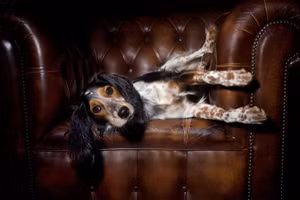 Hugo Boss hợp tác cùng Kanine để sản xuất quần áo cao cấp cho thú cưng