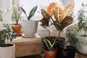 7 loại cây cảnh cực dễ chăm dành cho người mới trồng