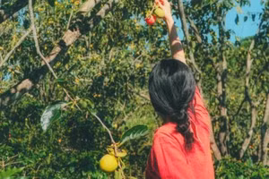 Cuộc sống an yên của gia đình anh chị bỏ phố lên núi và vườn hồng trĩu quả mùa thu sang