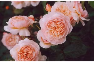 Những loài hoa chỉ dành cho giới thượng lưu