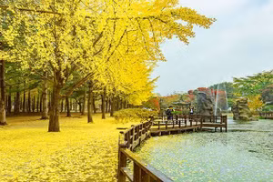 Khám phá đảo Nami đẹp đến nao lòng mùa thu vàng