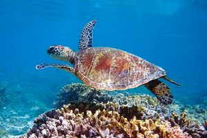 Chiêm ngưỡng Ningaloo - Rặng san hô đẹp nhất thế giới