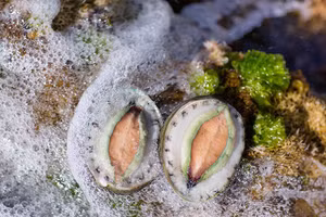 Bào ngư Úc viền xanh - món ngon 5 sao cho bàn tiệc thượng hạng