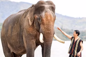 Đắk Lắk: Truyền thông điệp ý nghĩa “Tôi cười cùng voi, tôi ngừng cưỡi voi”