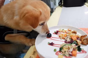 Nhà hàng dành cho thú cưng đầu tiên tại Thượng Hải