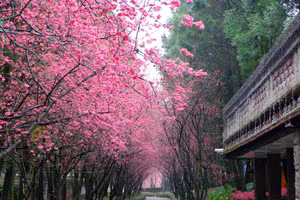 Thưởng ngoạn mùa hoa anh đào thơ mộng trong tour Đài Loan 5N4Đ