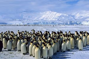 Tour thám hiểm Nam Cực cùng du thuyền Lars Eric Lindblad