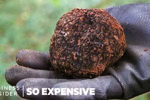 Vì sao Truffle là loại nấm đắt đỏ nhất thế giới?