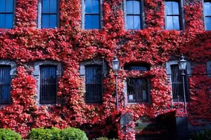 Những địa điểm lý tưởng để tận hưởng cảnh sắc mùa thu tuyệt đẹp ở Melbourne