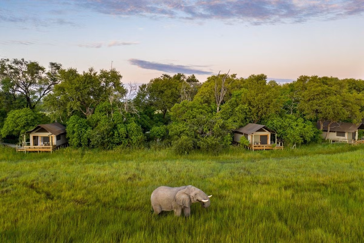 Trải nghiệm hoang dã riêng tư tại Wild Khwai, Botswana