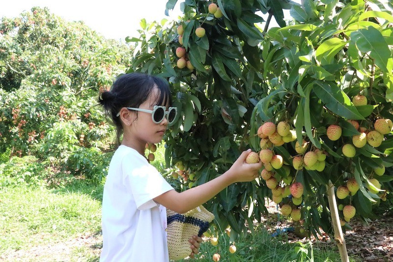 Trẻ em thành phố hào hứng khi được tự tay hái vải hai-vai-4.jpg
