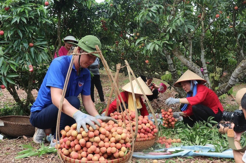 Đến với huyện Lục Ngạn , du khách được tận mắt chiêm ngưỡng những vườn vải trải dài, chín mọng, thỏa mãn niềm đam mê chụp ảnh và tự tay hái, thưởng thức những trái vải ngọt lịm Đến với huyện Lục Ngạn , du khách được tận mắt chiêm ngưỡng những vườn vải trải dài, chín mọng, thỏa mãn niềm đam mê chụp ảnh và tự tay hái, thưởng thức những trái vải ngọt lịm
