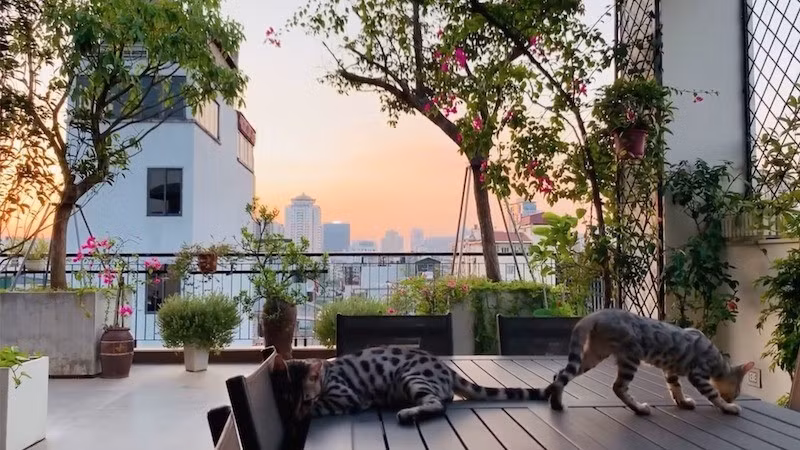 Trên sân thượng, anh trồng nhiều cây cối, hoa cỏ rực rỡ