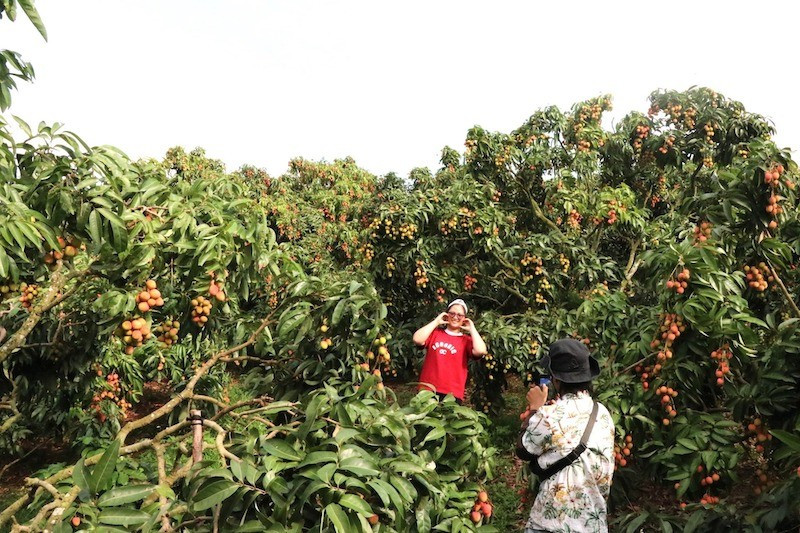 Loại hình du lịch miệt vườn ngày càng được ưa chuộng nhờ kết hợp tham quan, hái quả và trải nghiệm đời sống nông thôn thực tế vai.jpg