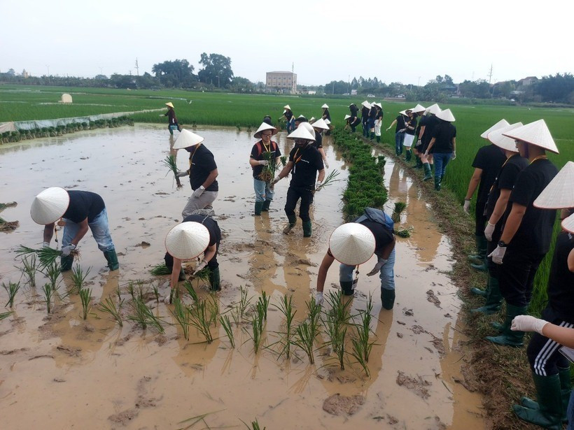 Khách quốc tế hào hứng trải nghiệm hoạt động cấy lúa tại Làng cổ Đường Lâm du-lich-duong-lam-1-4570.jpg